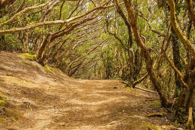 Laurel forest, cloud forest, Anaga Mountains, Tenerife, Canary Islands, Spain