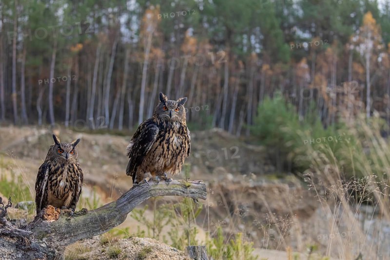 Two Eurasian Eagle Owls, Bubo bubo, sitting side by side on a root of a dead tree. A forest in the background