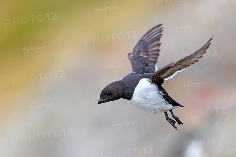 Little grebe, Plautus alle, Dovekie, Little Auk, (Mergule nain), Mérgulo atlántico, flight photo, juvenile, Longyearbyen, Svalbard / Spitsbergen, Norway