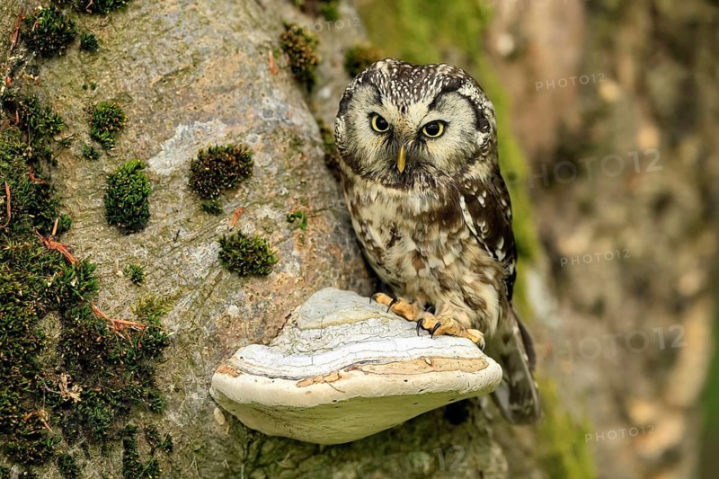 Great Horned Owl (Aegolius funereus), Great Horned Owl, adult, on tree, perch, watchful, in summer, Šumava, Czech Republic