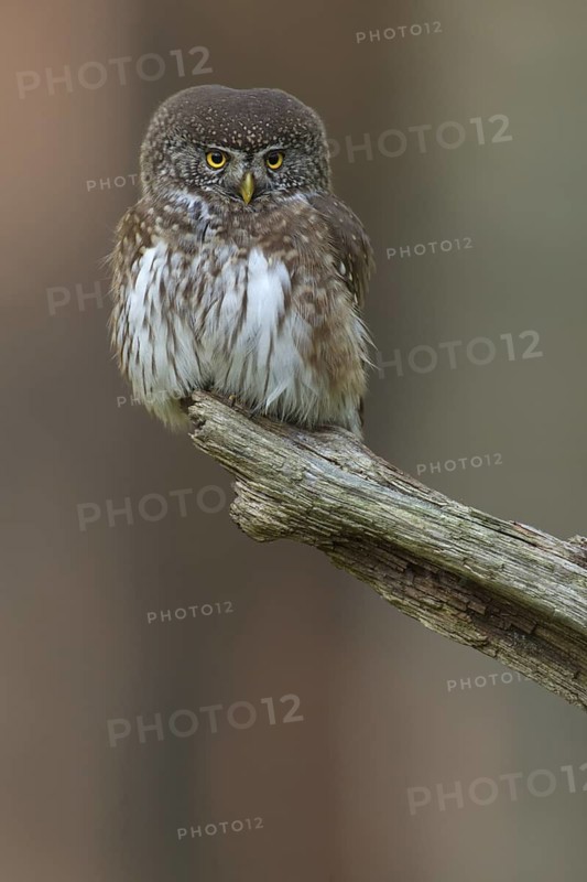Eurasian Pygmy Owl (Glaucidium passerinum), Poland