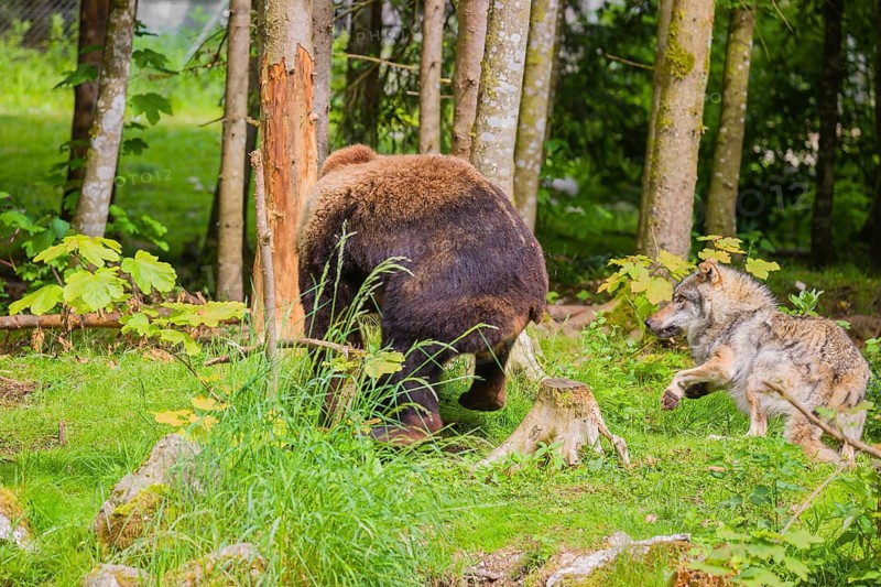 A eurasian grey wolf (Canis lupus lupus) attacks an european brown bear (Ursus arctos arctos)