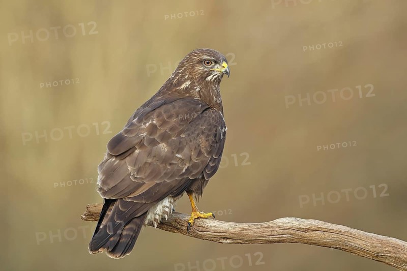 Common buzzard (Buteo buteo), sitting on a branch, Wilnsdorf, North Rhine-Westphalia, Germany