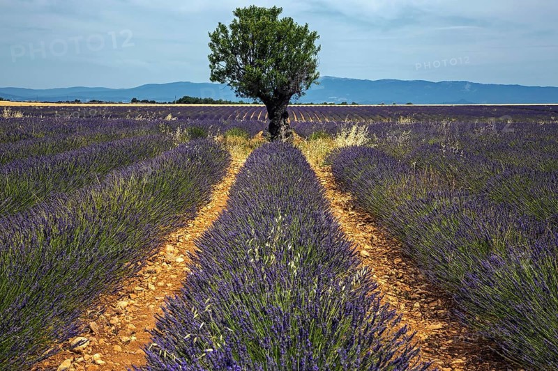Tree in a lavender field, flowering true lavender (Lavandula angustifolia), near Puimoisson, Plateau de Valensole, Provence, Provence-Alpes-Cote d Azur, South of France, France