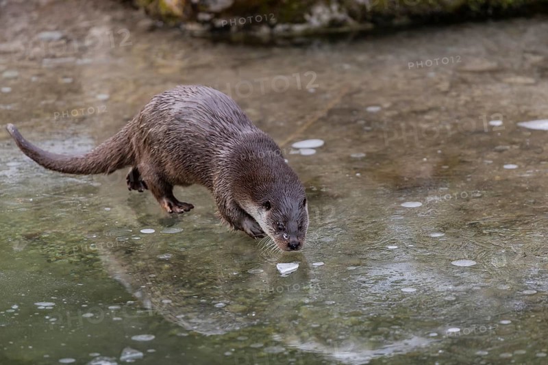 One Eurasian otter (Lutra lutra), walking on the ice of a frozen river