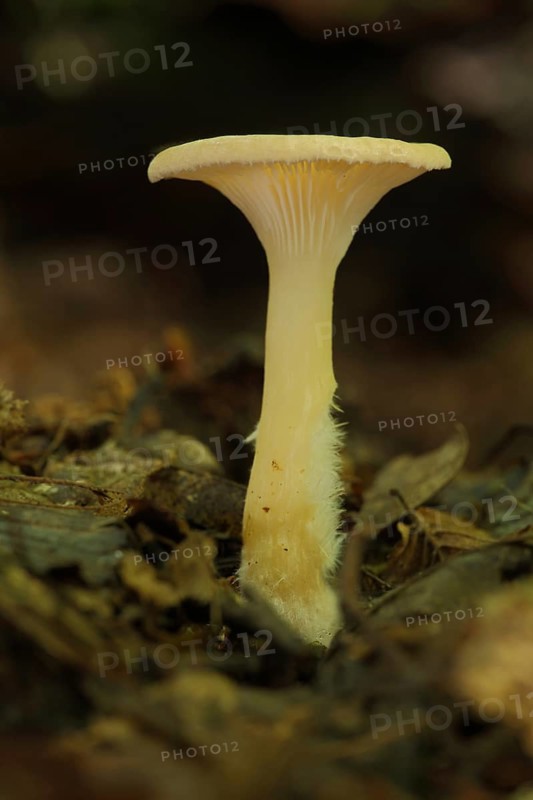 Funnel (Clitocybe costata), Bremthal, Eppstein, Taunus, Hesse, Germany