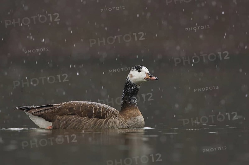 Hybrid: Canada Goose x Greylag Goose (Branta canadensis x Anser anser), Bavaria, Germany