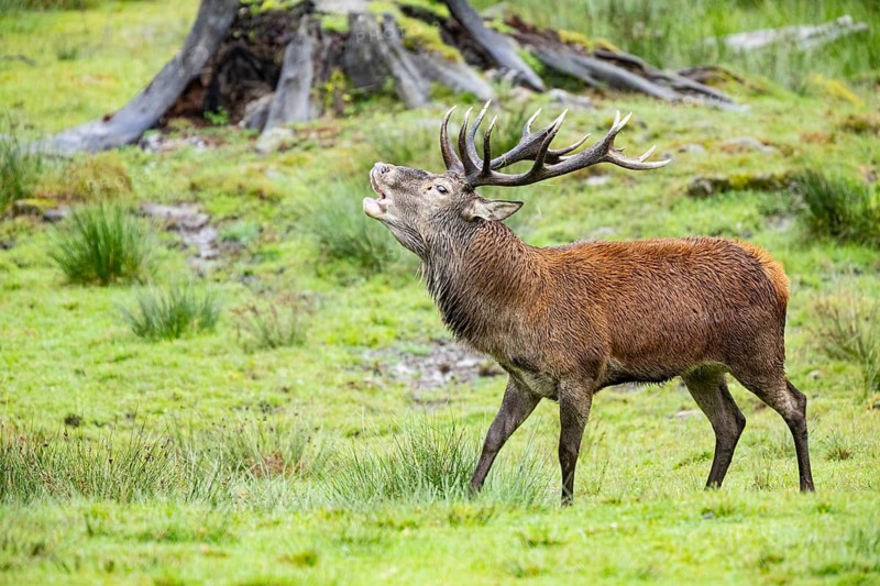 Red deer (Cervus elaphus) Rutting behaviour captive Germany