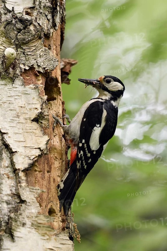 Great Spotted Woodpecker (Dendrocopos major) female at nesting hole, North Rhine-Westphalia, Germany