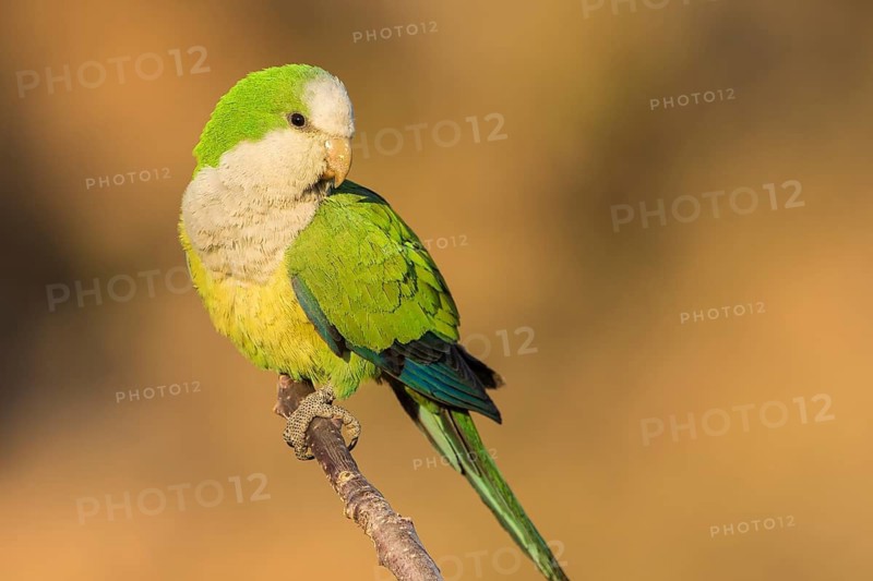 Cliff Parakeet (Myiopsitta luchsi) perched on a branch, Bolivia