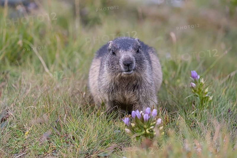 One young Alpine Marmot, Marmota marmota, sitting on green grass with some blooming herbs