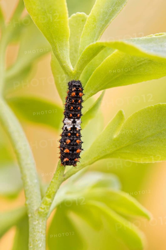 Die junge Raupe des Schwalbenschanz (Papilio machaon) an Weinraute