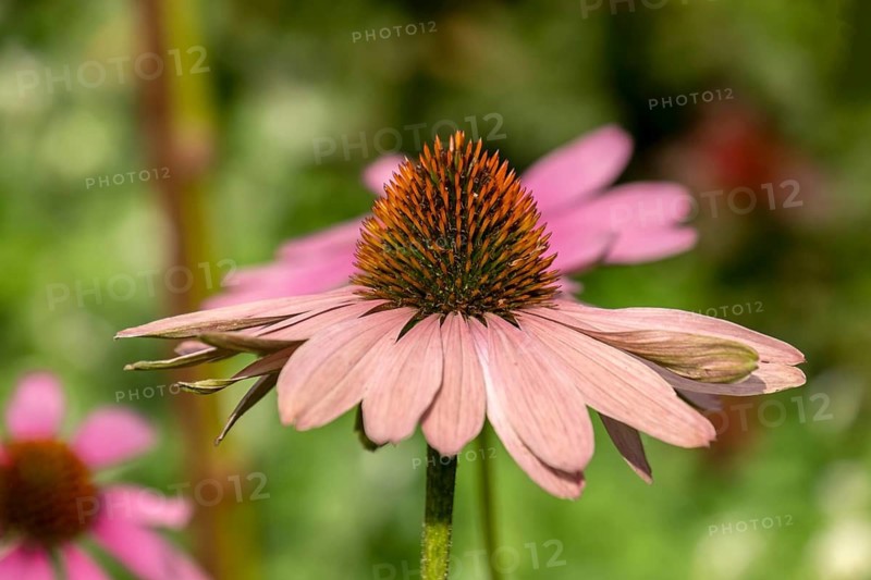 Coneflower (Echinacea), Münsterland, North Rhine-Westphalia, Germany