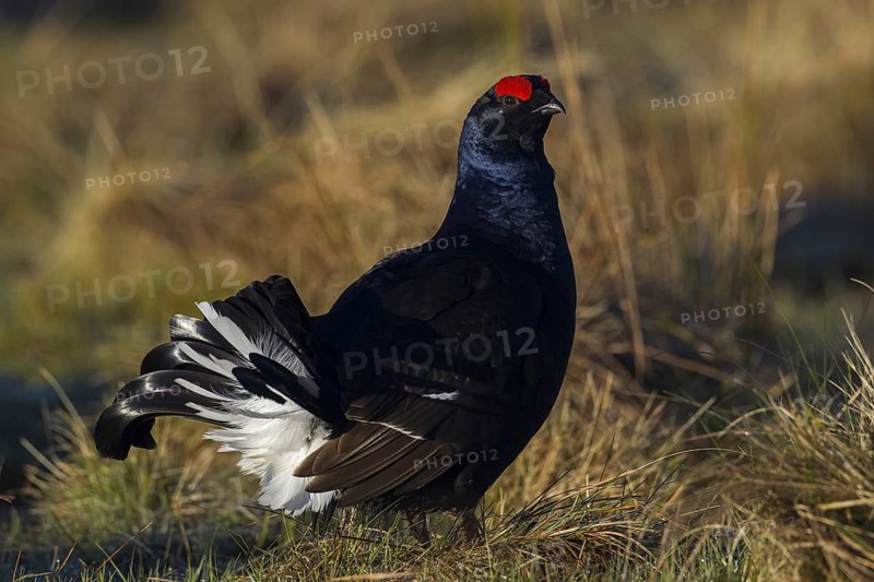 Black Grouse (Lyrurus tetrix) male, Scotland, United Kingdom