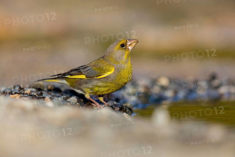 Greenfinch (Chloris chloris) Family of sparrows, male Lesbos, Greece