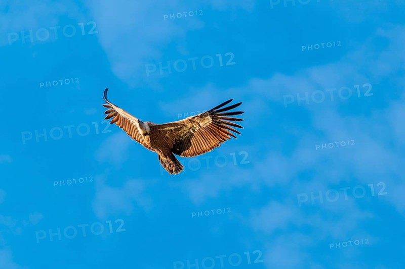 A griffon vulture (Gyps fulvus) flies on a sunny day against a grey sky. Austria
