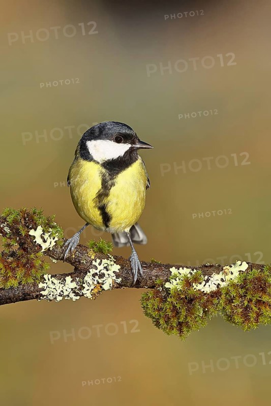 Great tit (Parus major), sitting on a branch overgrown with lichen and moss, Wilnsdorf, North Rhine-Westphalia, Germany