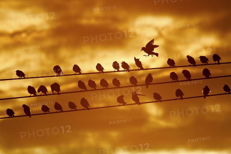 Common Starling (Sturnus vulgaris), Rhineland-Palatinate, Germany