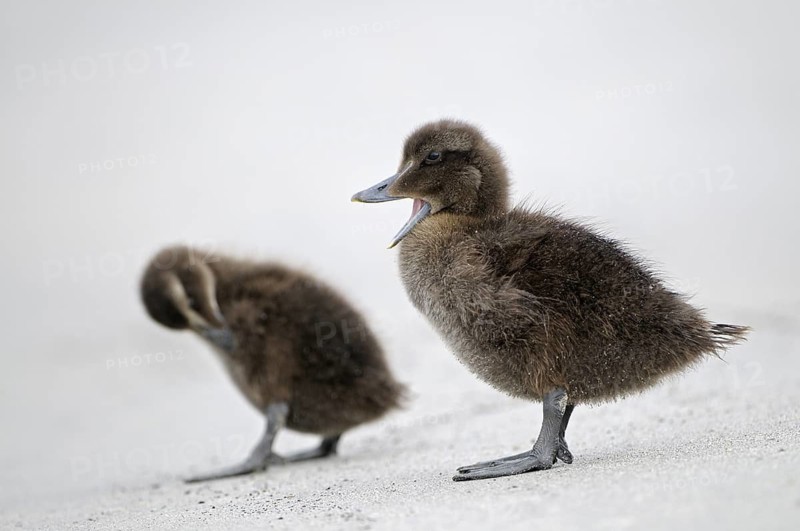 Eiderente (Somateria mollissima), Eider, zwei Jungvoegel am Strand, eines gaehnt, das andere putzt sich, Juni, Duene der Insel Helgoland, Schleswig-Holstein, Deutschland