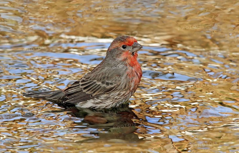 House Finch, Carpodacus mexicanus, a male bird bathing in a backyard pond in Saskatoon, Saskatchewan
