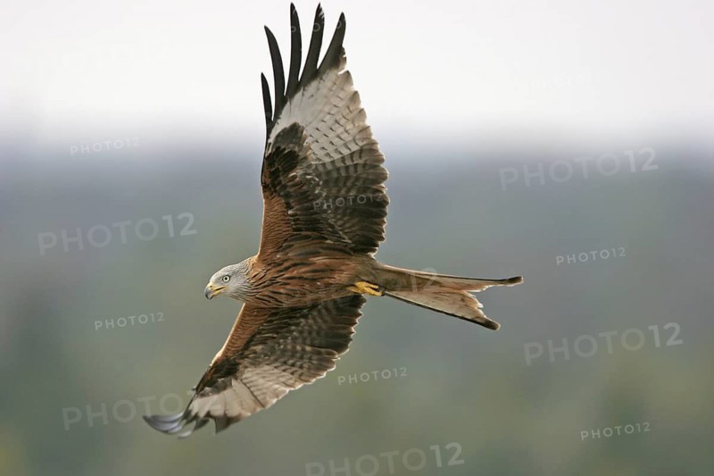 Red Kite (Milvus milvus) flying, Hesse, Germany