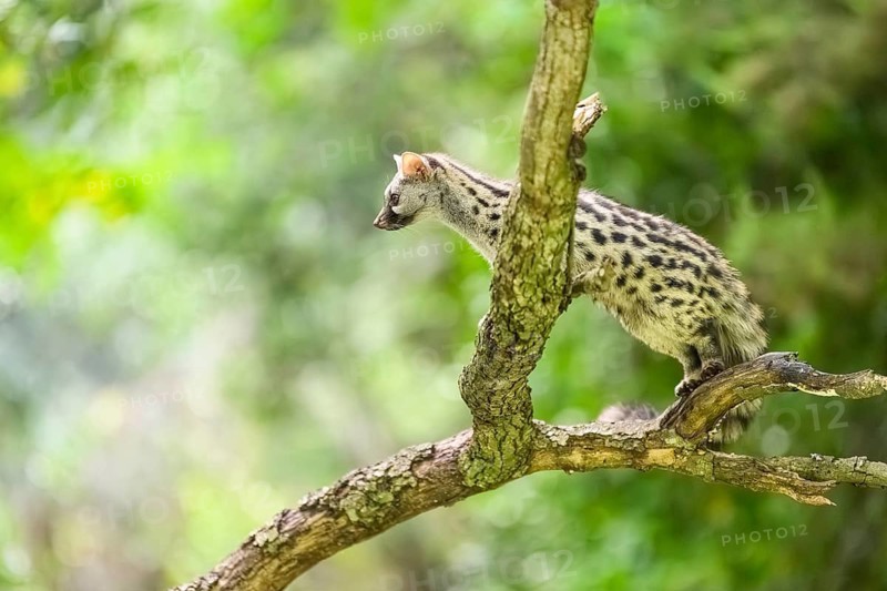 Common genet (Genetta genetta), climbing on a tree wildlife in a forest, Montseny National Park, Catalonia, Spain