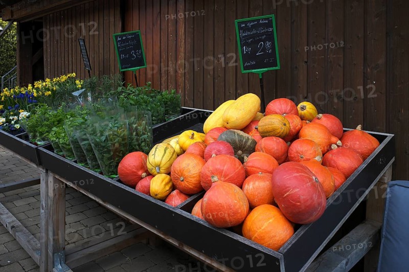 Red and yellow Hokkaido pumpkin, pumpkins, various potted flowers, daffodils, annemons, cloves, forget-me-not, sales stand, market, farm shop, Schmiden near Fellbach, Baden-Württemberg, Germany