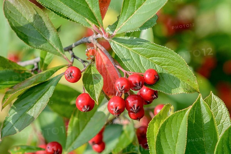 Aronia arbutifolia (Aronia arbutifolia 'Brilliant'),  Germany