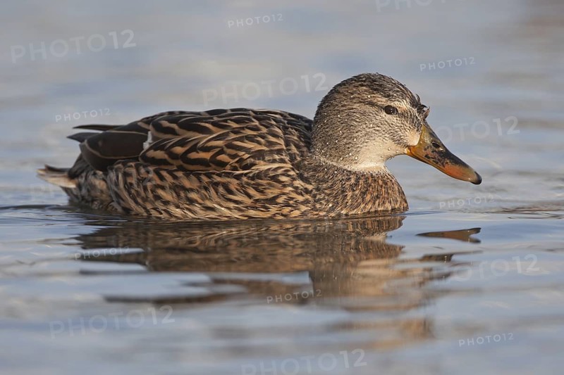 Mallard (Anas platyrhynchos) female, Baden-Wuerttemberg, Germany