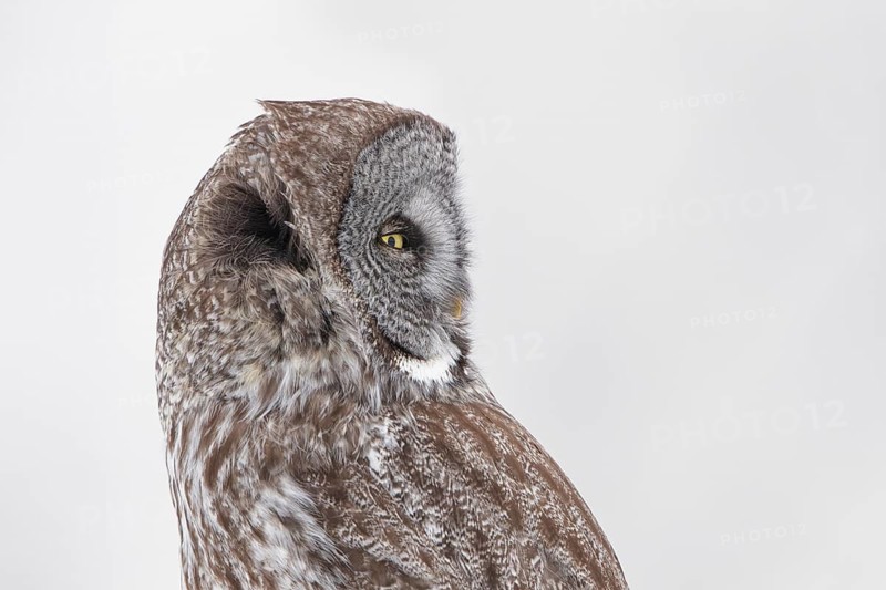 Great Grey Owl (Strix nebulosa), Quebec, Canada