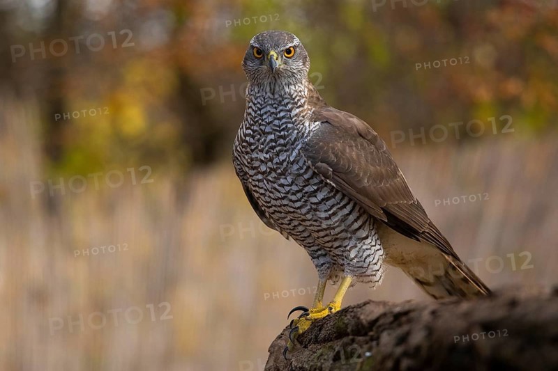 Northern Goshawk (Accipiter gentilis), Subotica, Serbia
