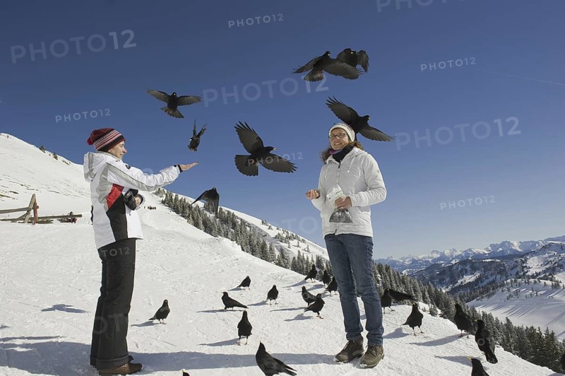 Alpine Chough (Pyrrhocorax graculus) flying, Bavaria, Germany
