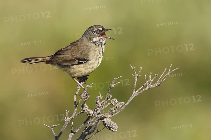 White-browed Scrubwren (Sericornis frontalis) singing, Western Australia, Australia