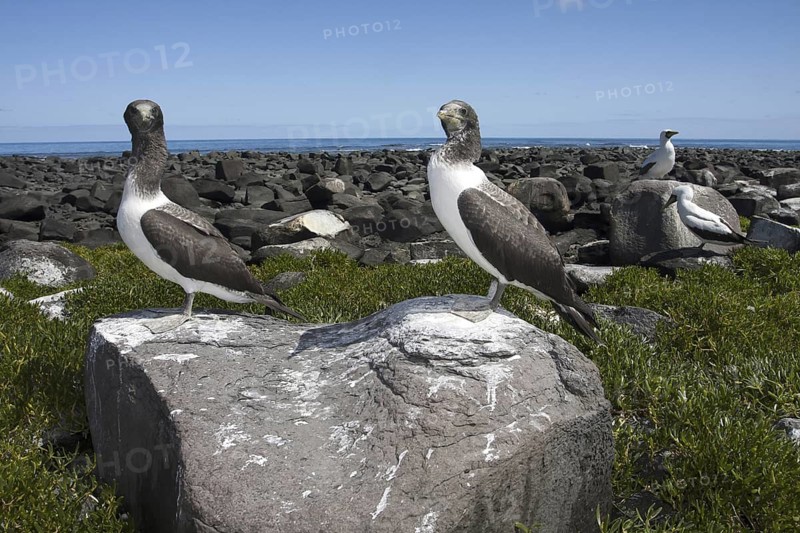 Masked Booby (Sula dactylatra) juvenile, Bahia, Brazil