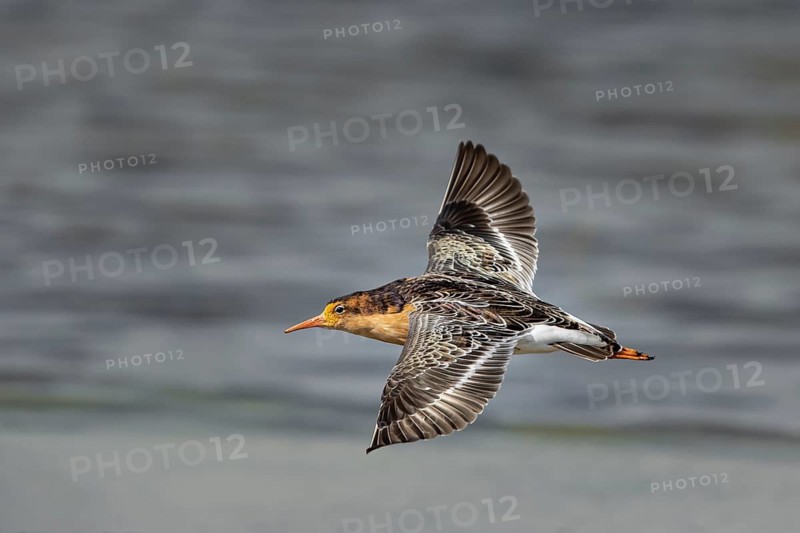 Ruff (Calidris pugnax) male flying, Oeland, Sweden