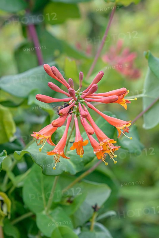 Honeysuckle (Lonicera × brownii 'Dropmore Scarlet'), BS Sämann, Germany