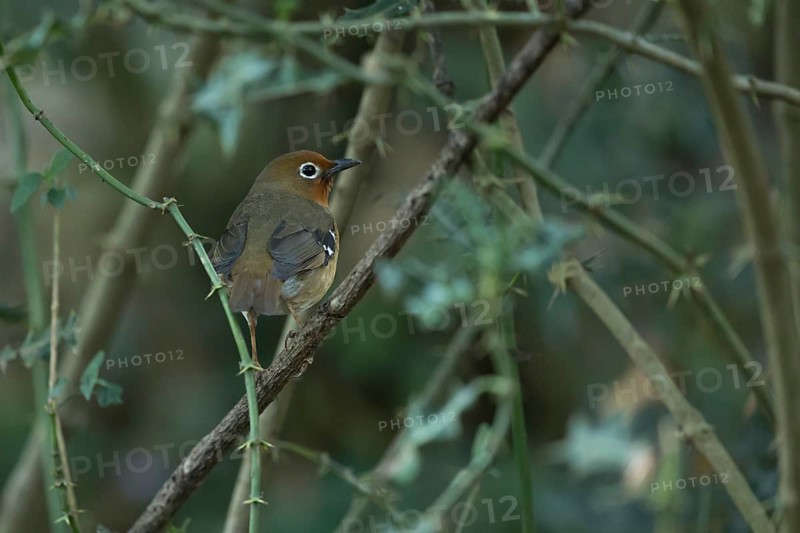 Abyssinian Ground Thrush (Geokichla piaggiae piaggiae), Bale Mountains Nationalpark, Ethiopia, December, Zoothera