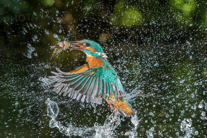 Common Kingfisher (Alcedo atthis) male fishing, Lower Saxony, Germany