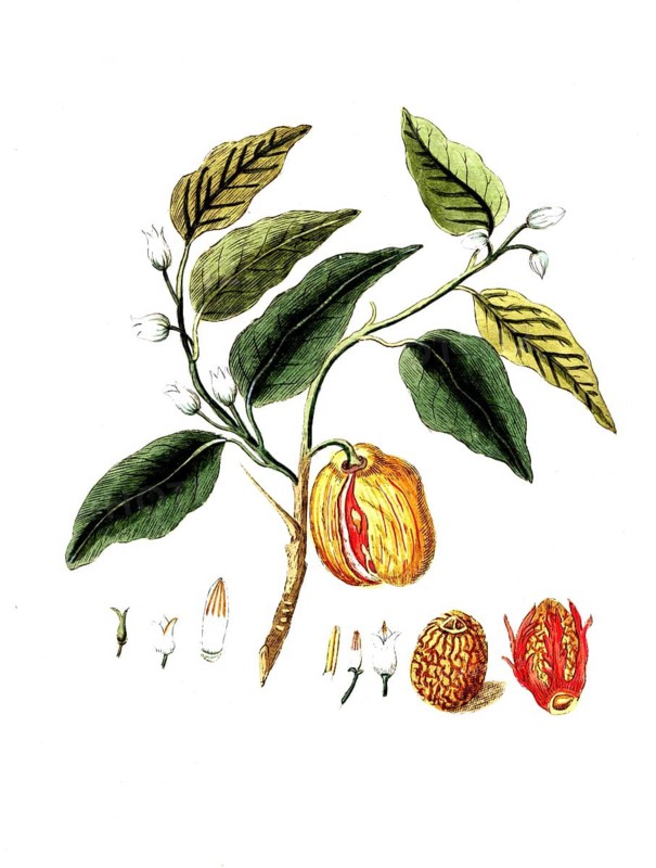 Myristica officinalis, Myristica fragrans, nutmeg tree, digital reproduction of a historical model, between 1790 and 1810