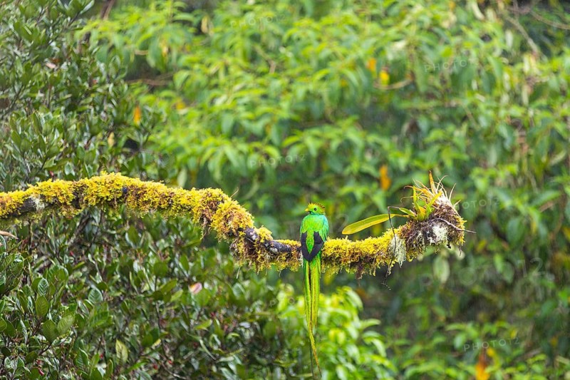 Quetzal (Pharomachrus mocinno), Male, Trogons (Trogonidae), Central Mountain Range, San Jose Province, Costa Rica