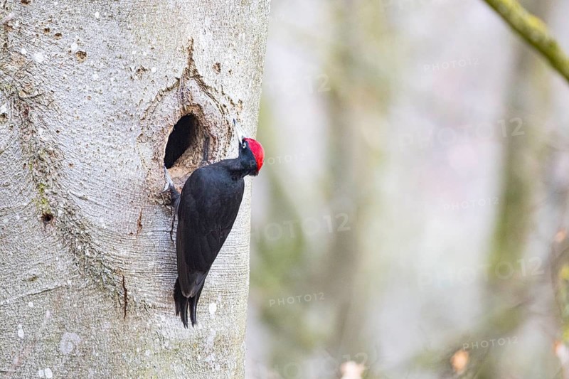 Black woodpecker (Dryocopus martius) ml Germany