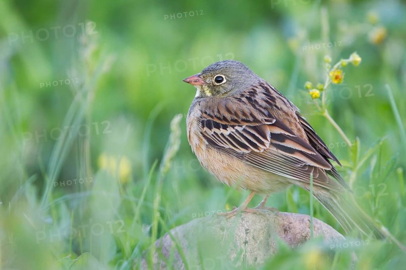 Ortolan Bunting - Ortolan - Emberiza hortulana, Kazakhstan, adult male