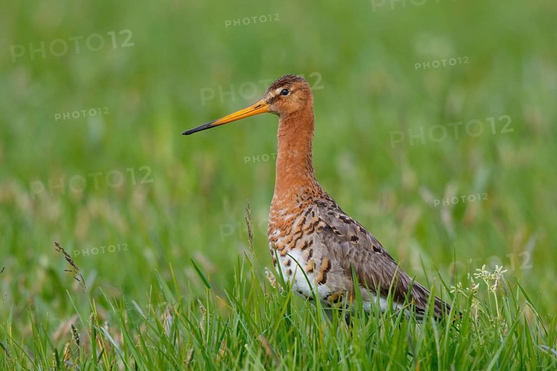 Black-tailed Godwit (Limosa limosa), Netherlands