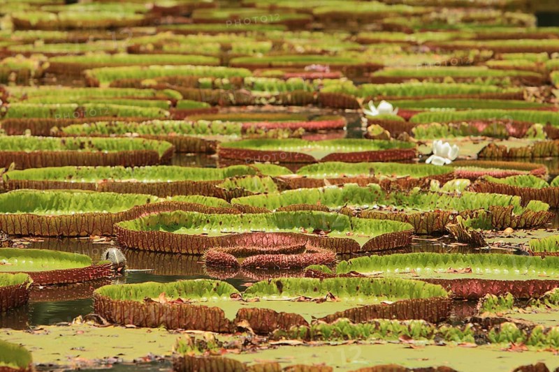 A lake is completely covered with amazon water lily (Victoria amazonica), Mauritius
