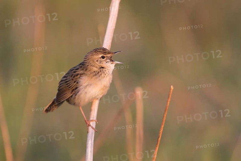 Common Grasshopper Warbler - Feldschwirl - Locustella naevia ssp. straminea, Russia