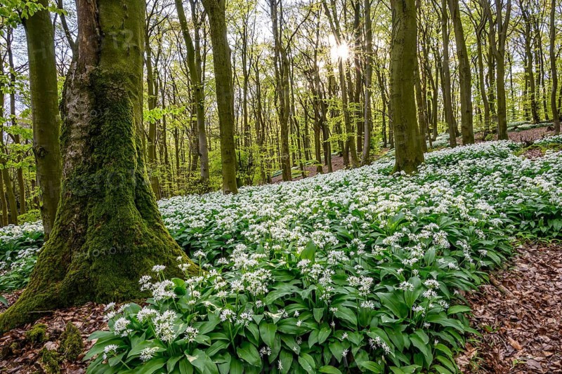 A sparkling sun shines over the wild garlic blossom (Allium ursinum) on the forest floor in a beech forest (Fagus sylvatica) in the Teutoburg Forest under a gentle incidence of light. Ahornweg, Terra Vita nature park Park, Teutoburg Forest, Lower Saxony, Germany