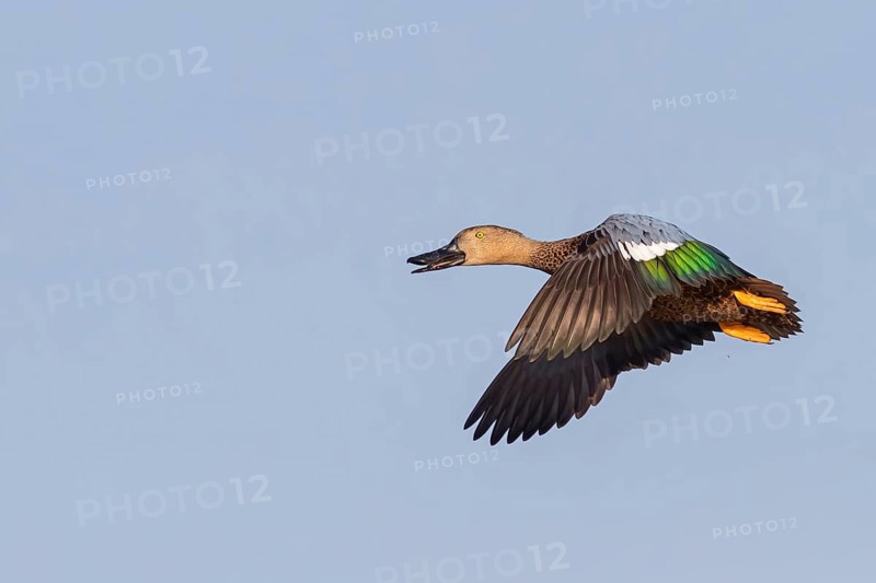 Cape Shoveller, (Anas smithii), (Spatula smithii), animals, birds, ducks, flight, blue sky, Africa, False Bay Nature Reserve / Stran, Cape Town, Western Cape, South Africa