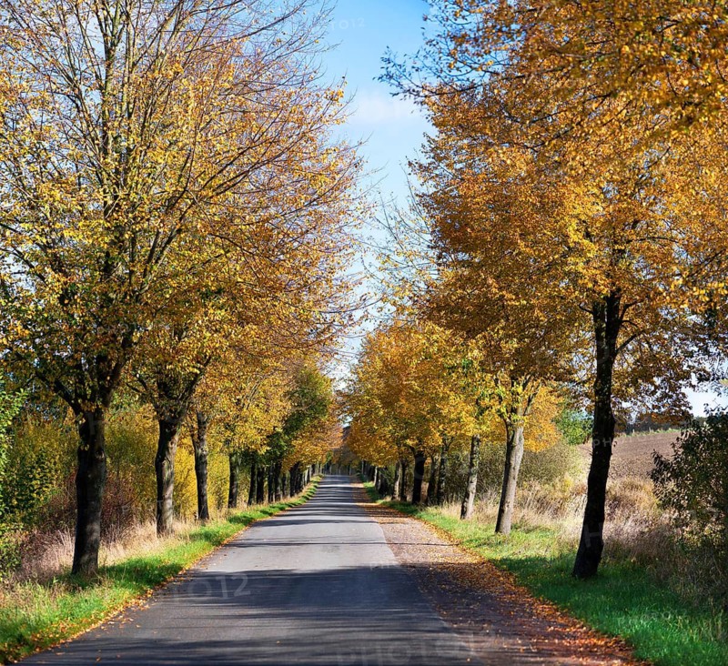 Autumnal lime tree avenue (Tilia), Brützkow, Mecklenburg-Vorpommern, Germany