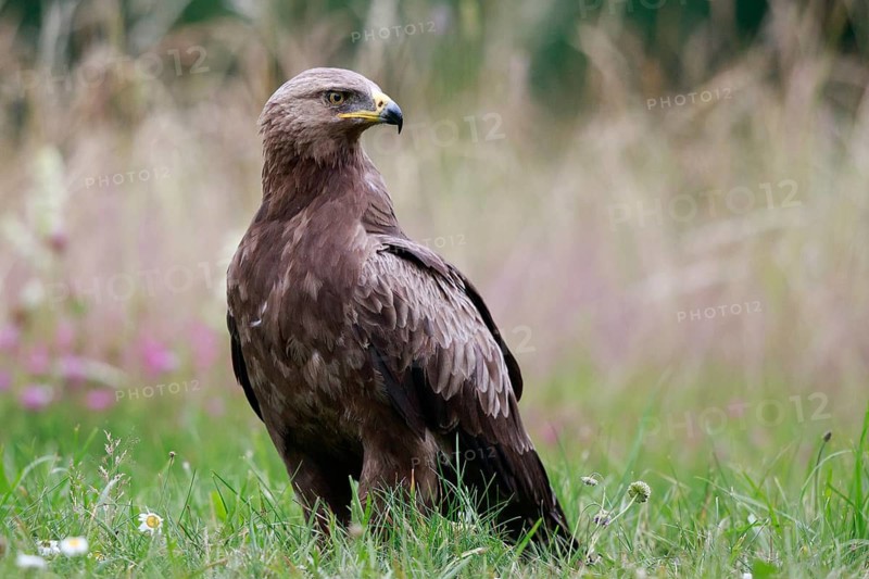 Lesser Spotted Eagle (Clanga pomarina) on grassland, Poland