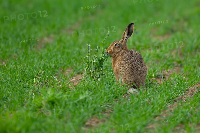 European brown hare (Lepus europaeus) adult animal feeding in a farmland cereal field in summer, England, United Kingdom